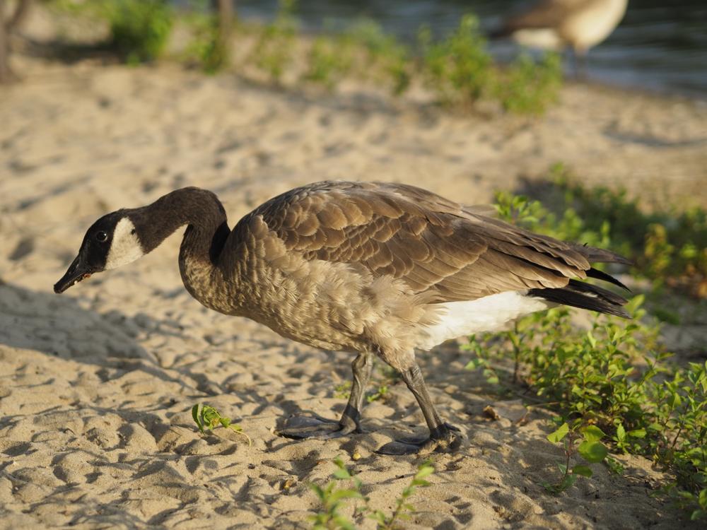 goose