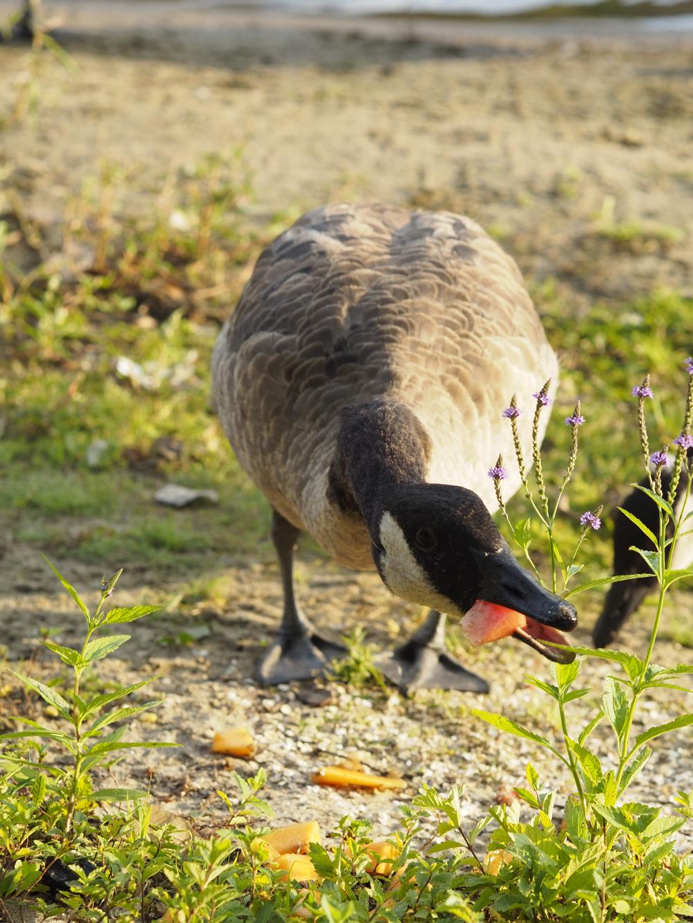 goose