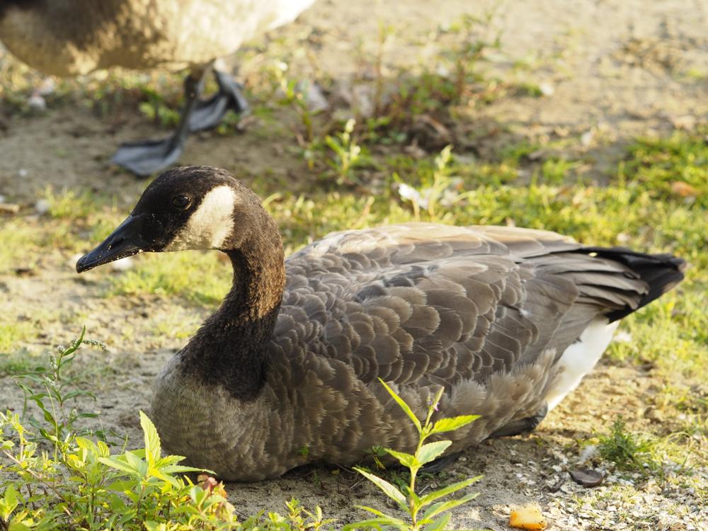 goose