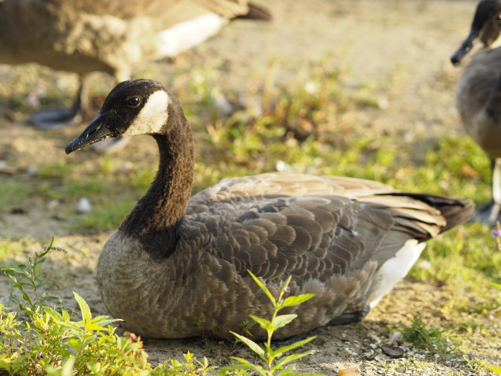 goose