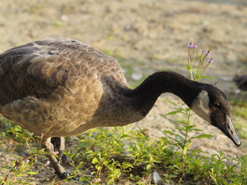 goose