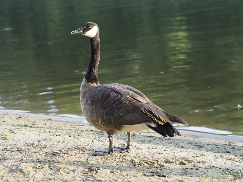 goose