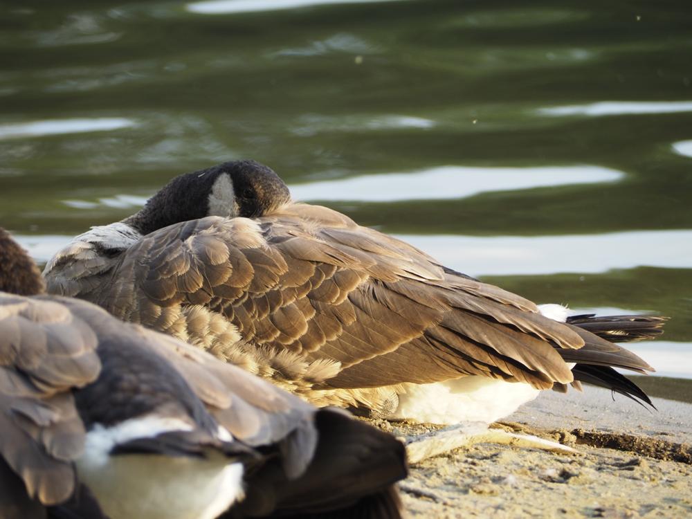 goose