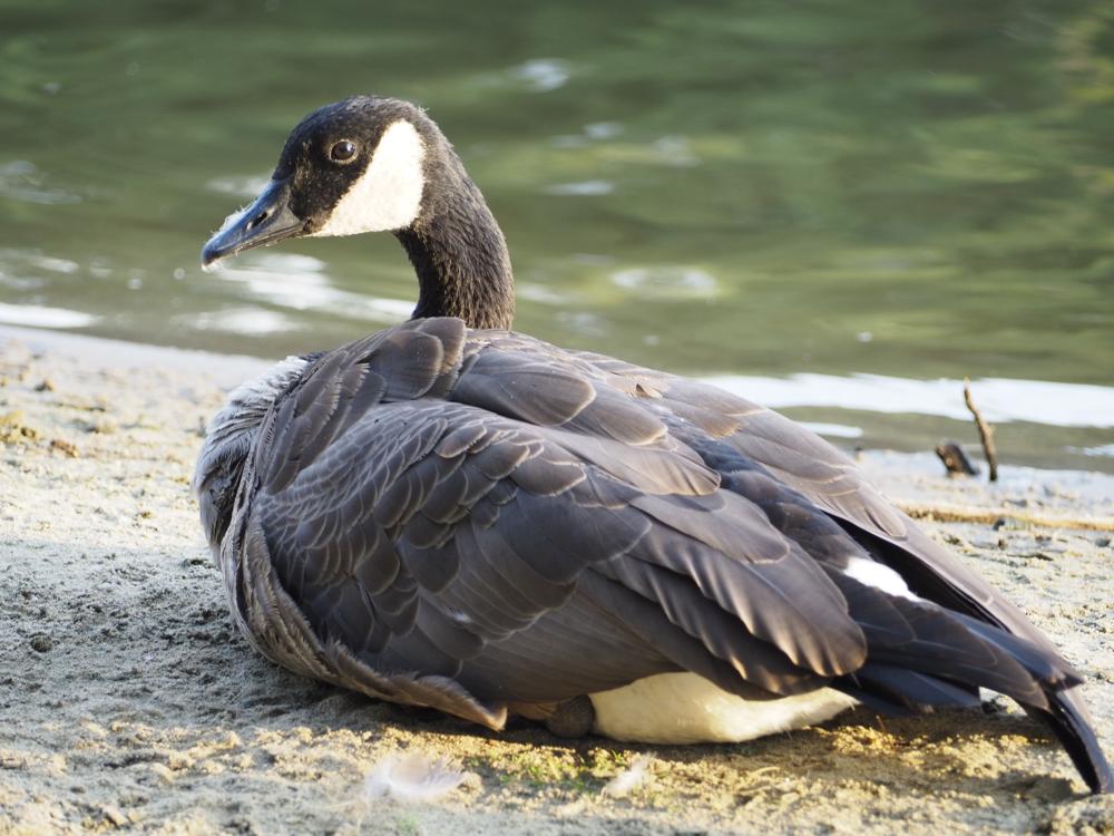 goose