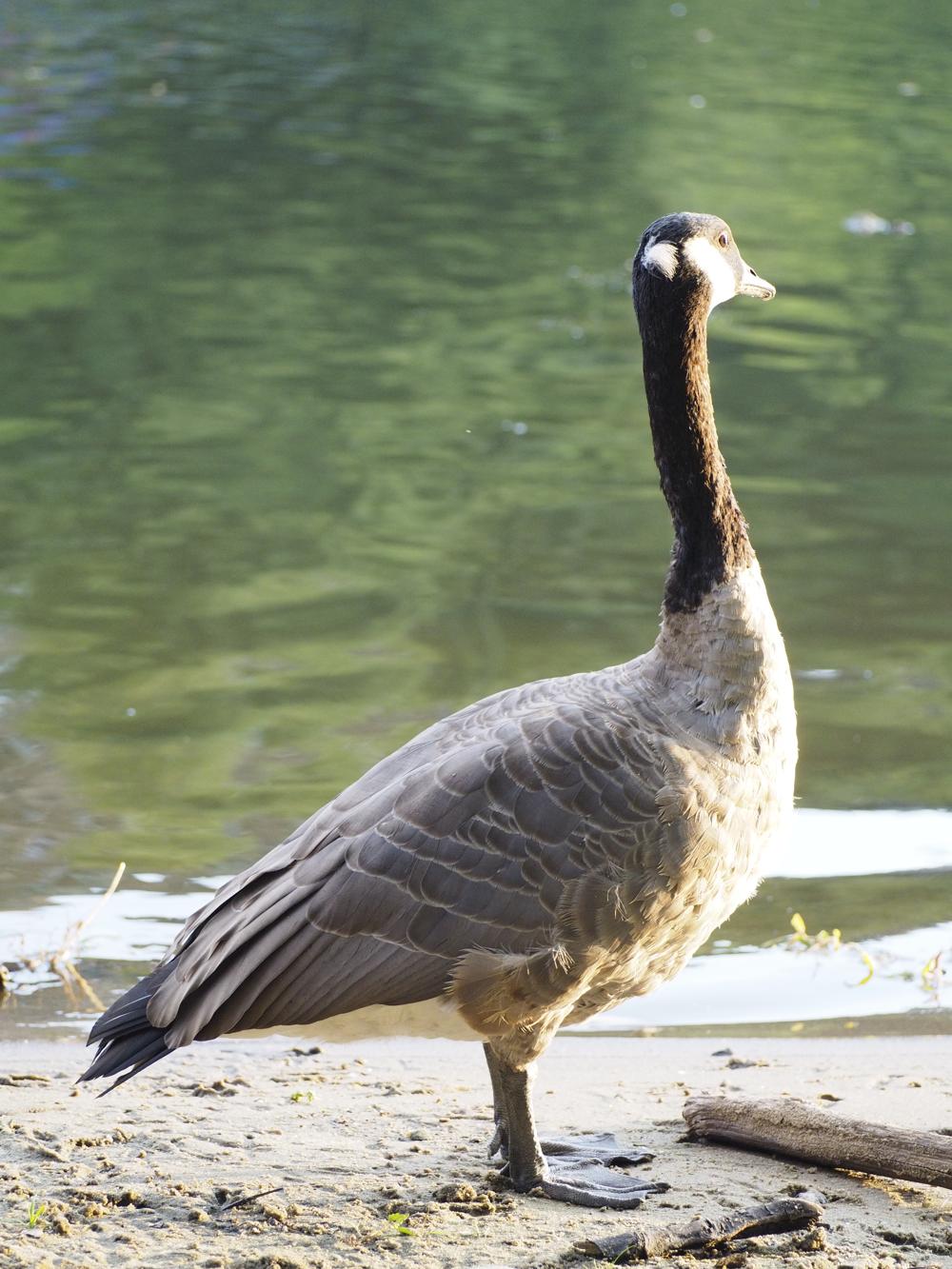 goose