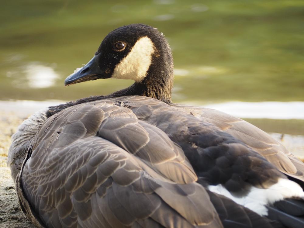 goose