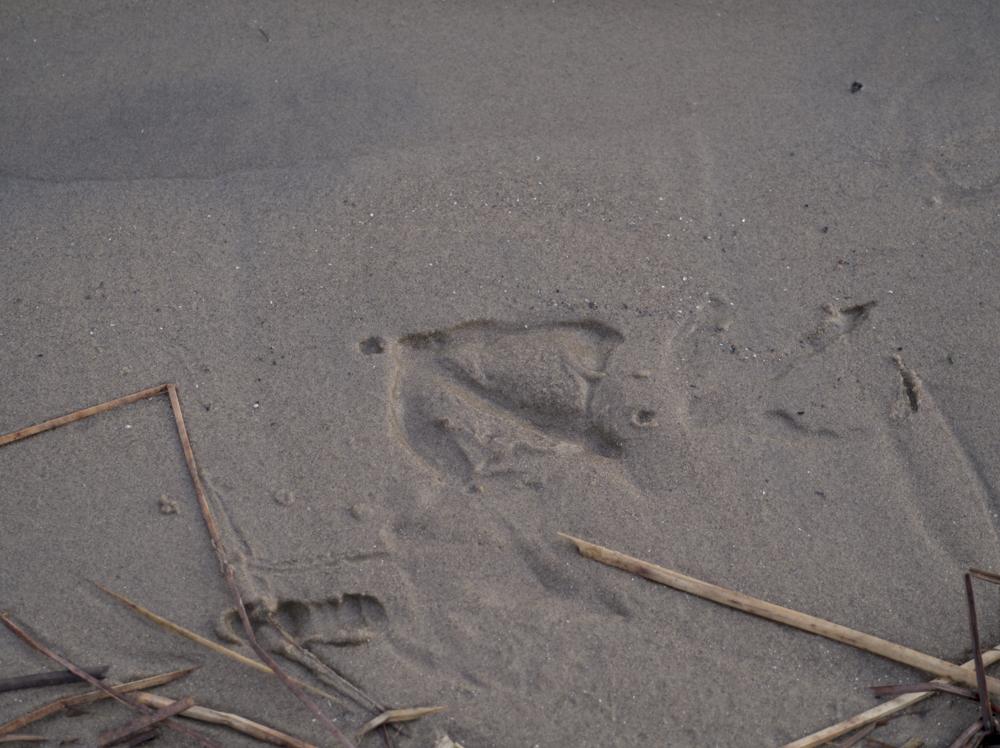 A goose print in wet sand