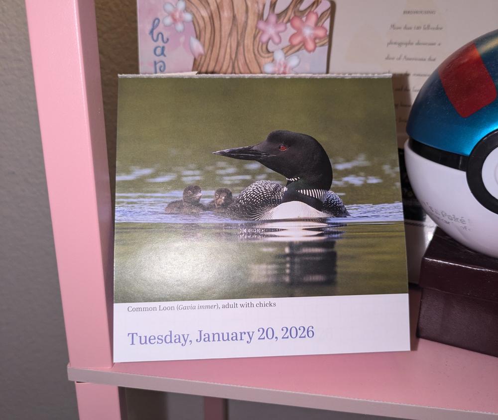 Bird themed tearaway calendar, displaying a loon