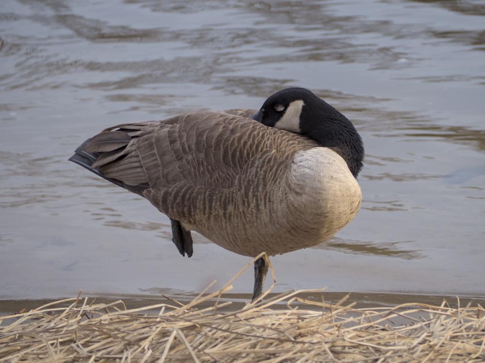 An image of a goose sleeping
