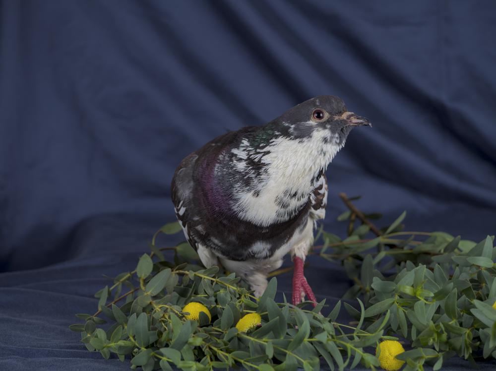 An image of a pigeon
