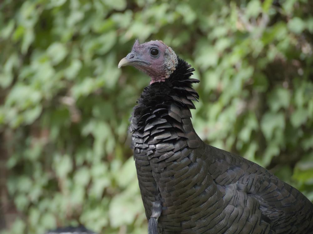 A closeup shot of a turkey, with a blurred natural background