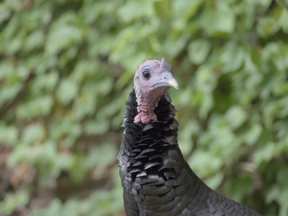 A closeup shot of a turkey, with a blurred natural background