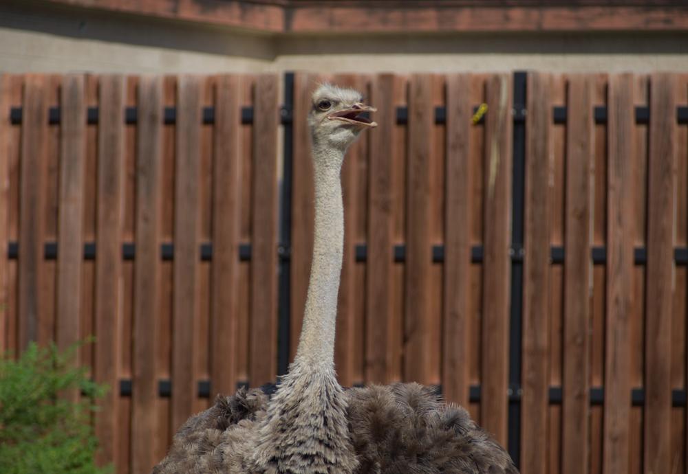 rascal bird