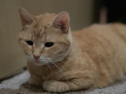Orange cat laying down