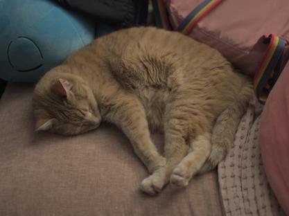 Orange cat laying down