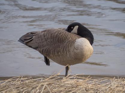 An image of a goose sleeping