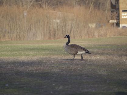 Goose taking a stroll