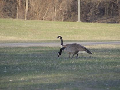 Two geese standing in front of one another, giving the appearance of a single goose with two heads.