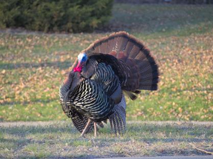 Turkey showing