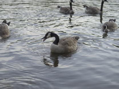 An image of geese in a river. The main subject goose is hissing