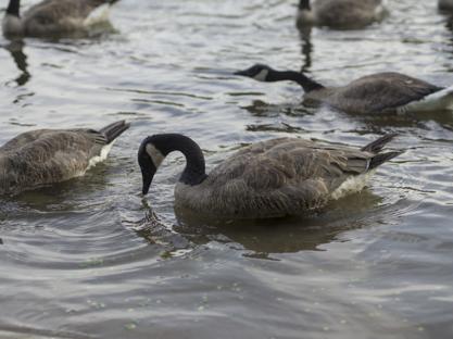 An image of a goose eating corn out of the water