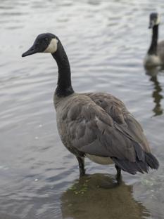 And image of a goose standing in shallow water at the edge of a river
