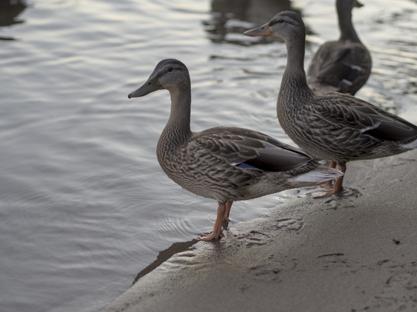 An image of a few ducks standing at the shore of a river