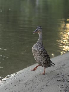 A duck standing up as tall as it can quaking