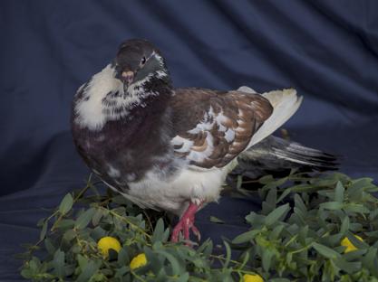 An image of a pigeon