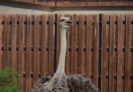 Ostrich