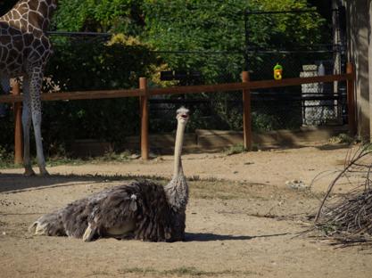 Ostrich