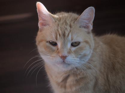 Orange cat sitting down