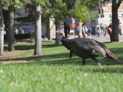 Turkey walking in an urban area