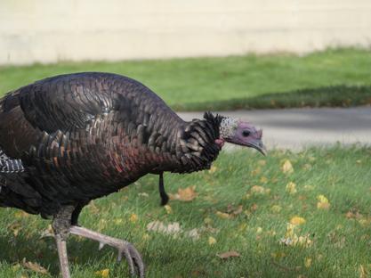 Turkey taking a walk