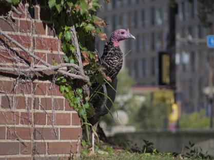A picture of a turkey peaking around a brick wall outside