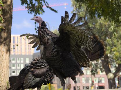 A turkey flapping it's wings