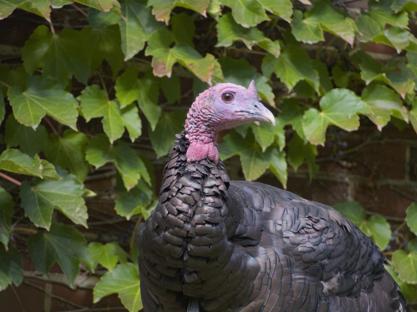 A closeup shot of a turkey, with a vine wall background