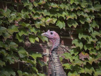 A turkey eating a berry off a vine wall