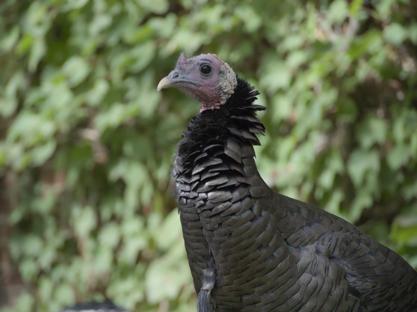 A closeup shot of a turkey, with a blurred natural background