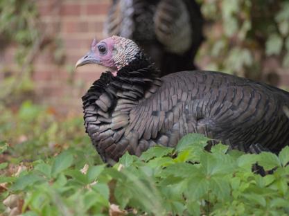 A closeup shot of a turkey sitting down with a brick wall in the background
