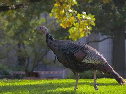 Yet another turkey taking a walk