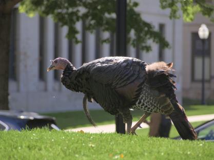Turkey taking a walk with fluffed back feathers