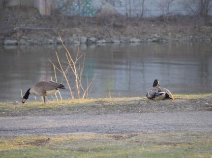 Pair of geese sitting at the side of a river
