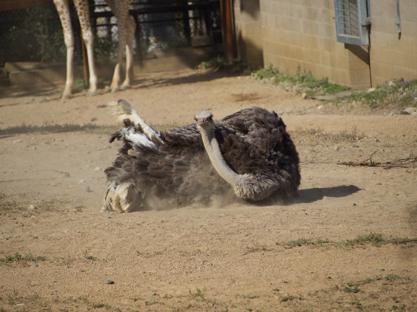 Ostrich