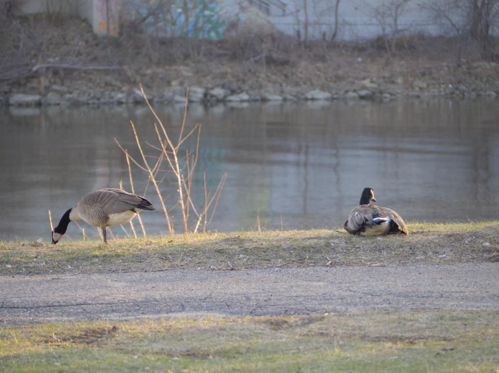 Pair of geese sitting at the side of a river