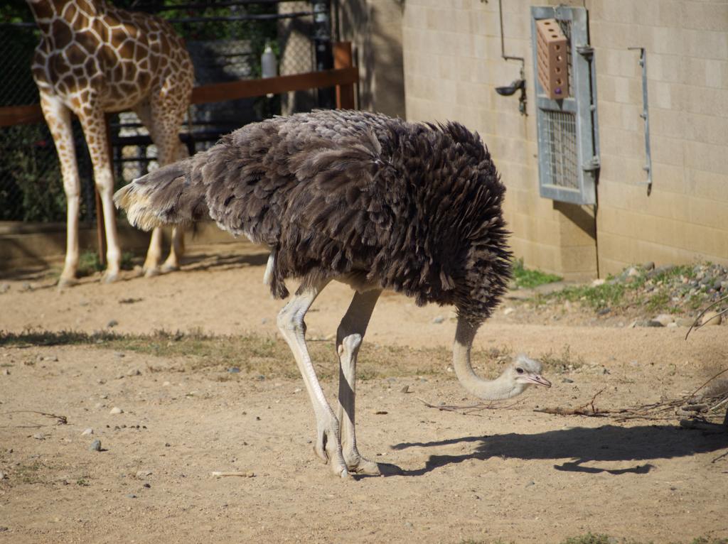 Ostrich
