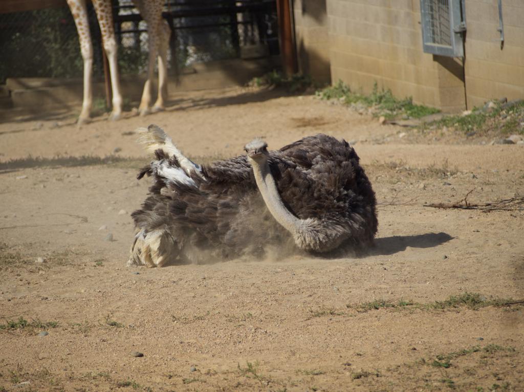 Ostrich