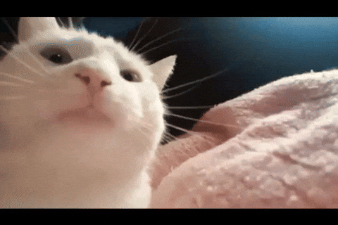 cat dancing video