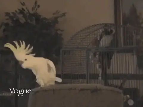 cockatoo dancing video