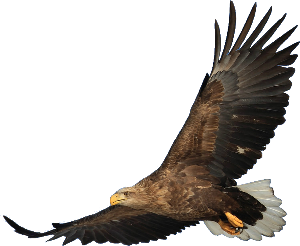 a raptor gliding